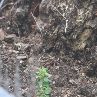 New Growth Emerging at Tree Base in Forest Floor