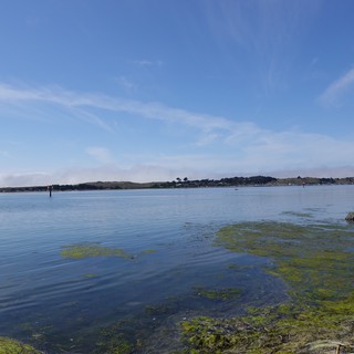 Serene Coastal Harbor with Green Algae