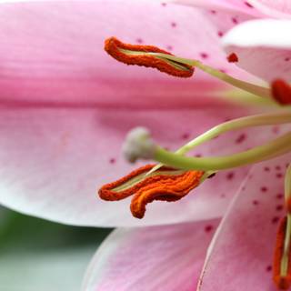 Pink Lily with Red Stamen