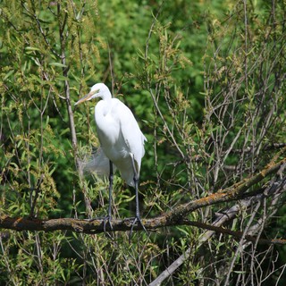 Great Egret Perched Among Wetland Branches
