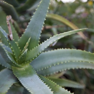 Close-up of Serrated Aloe Vera Succulent Plant