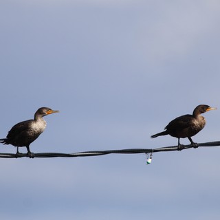 Double-Crested Cormorants Perched on Power Line at Dusk