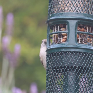 Small Bird Clinging to Peanut Feeder in Garden