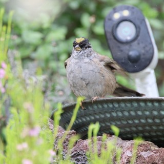 Golden-Crowned Sparrow Perched at Garden Birdbath