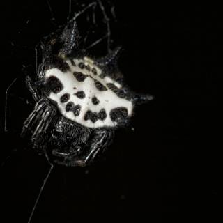 Spotted Garden Spider