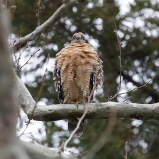 Red-shouldered Hawk Perched in Winter Forest