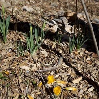 Early Spring Crocuses Emerging Through Wood Chip Mulch