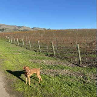 A Canine Companion in the Vineyard