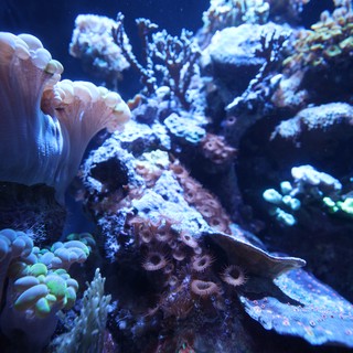 Vibrant Coral Reef Ecosystem Under Blue Light