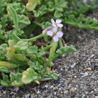 Delicate Sea Rocket Blooms on Sandy Coastal Shore