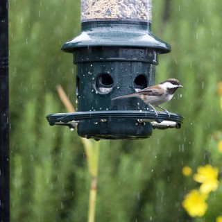 Chickadee Braving the Rain at Garden Bird Feeder