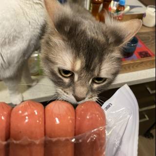 The Curious Cat and the Hot Dog