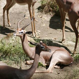 Impalas and Antelopes Grazing in the Wild