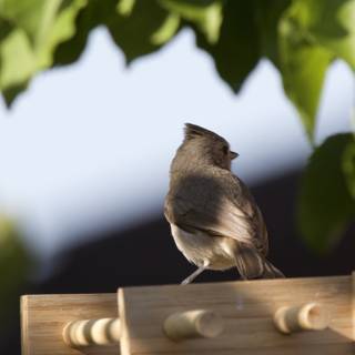 Perched in Serenity