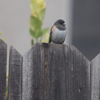 Dark-eyed Junco Perched on Weathered Wooden Fence