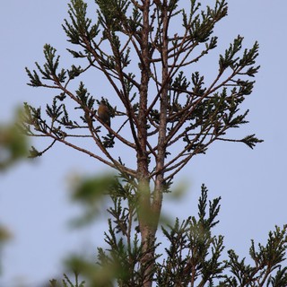 Small Bird Perched on Evergreen Tree at Dusk