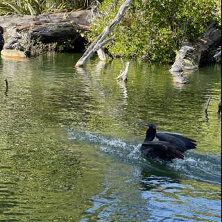 Swimming Cormorant on Log in Stow Lake