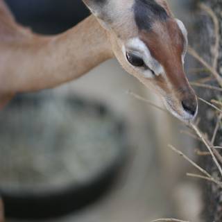 Grazing Impala Antelope