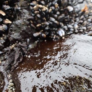 Mussels and Barnacles Colonizing a Tidal Rock