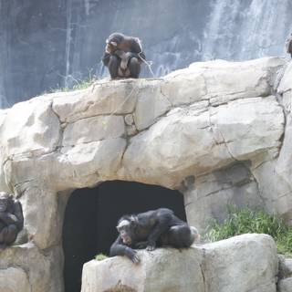 A Family of Apes Taking a Break