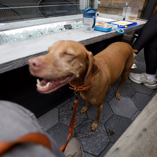 Happy Vizsla at Dog-Friendly Patio Restaurant