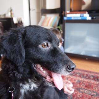 Black Labrador on Living Room Rug