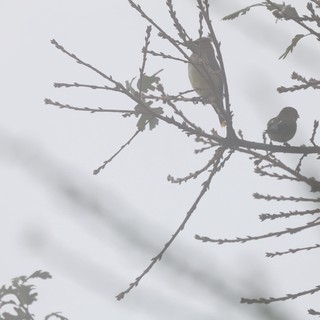 Two Small Birds Perched on Bare Winter Branches