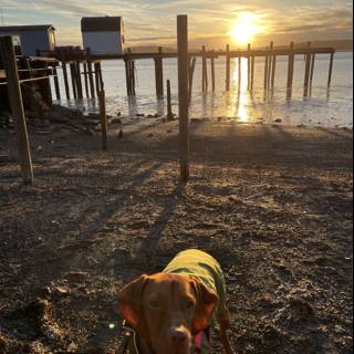 Sunset Beach Walk with Fido