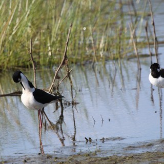 Black-necked Stilts Wading in Shallow Wetland Waters