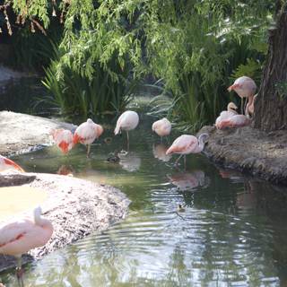 The Pink Flock