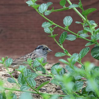 Golden-crowned Sparrow Foraging Among Garden Foliage