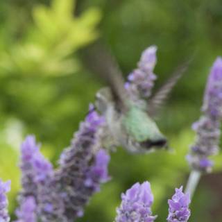 Dance Among the Lavender