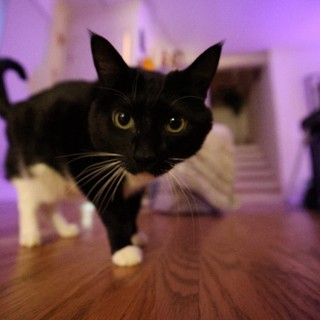 Alert Black and White Cat in Purple-Lit Room