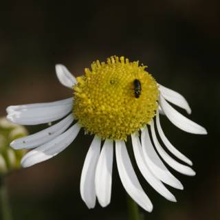 Bee Pollinating a Daisy