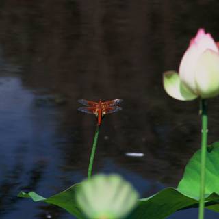 Serene Dragonfly on a Lotus Leaf