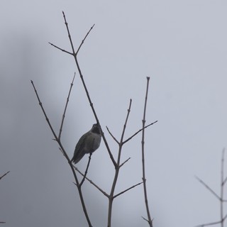 Solitary Bird Perched on Bare Winter Branches