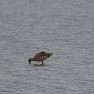 Serenity at San Pablo Bay