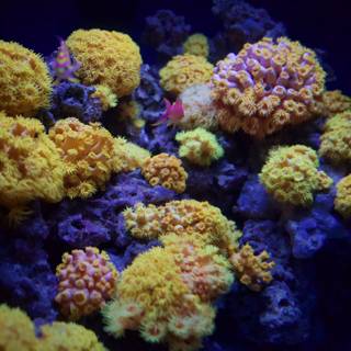 Underwater Cornucopia: A Diverse Coral Reef