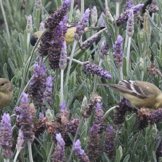 Lesser Goldfinches Foraging Among Lavender Blooms