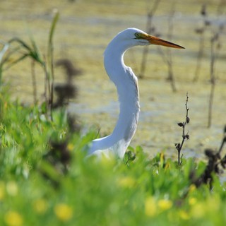 Great Egret Hunting in Wetland Marsh