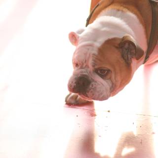 Majestic Bulldog on Pink