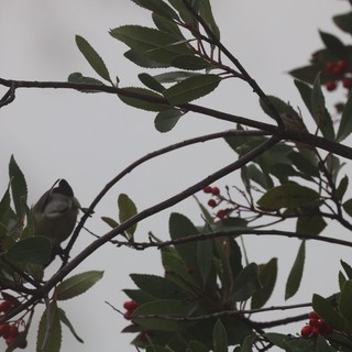 Cedar Waxwing Perched Among Berry-Laden Branches