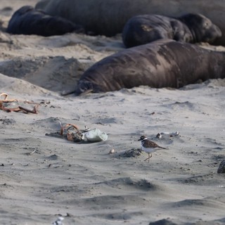 Shore Bird Foraging Among Elephant Seals at Drakes Beach