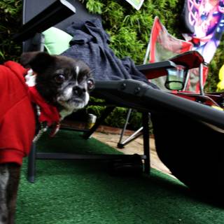 Stylish Pup Steals the Show at Cam's Grad Party