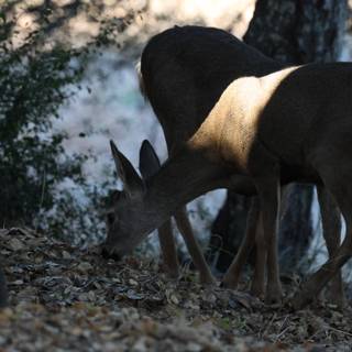 Morning Graze in Carmel Valley