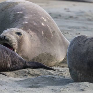 Elephant Seal Pups Resting on Sandy Beach