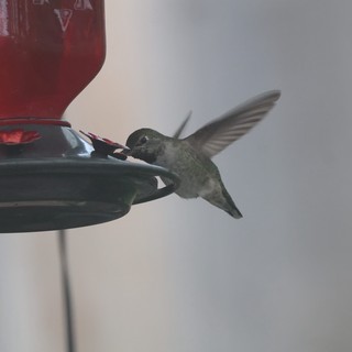 Anna's Hummingbird Feeding at Red Nectar Feeder