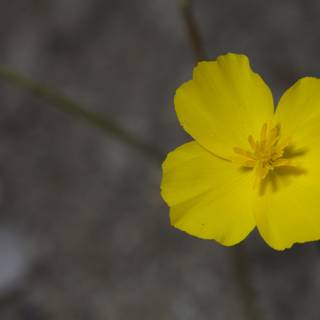 Sole Yellow Geranium