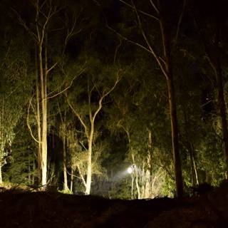 Midnight Mystery in the Eucalyptus Grove