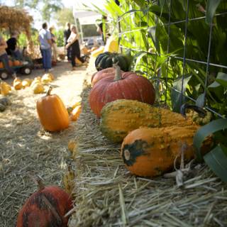 A Bountiful Harvest at Metzgars' Pumpkin Patch